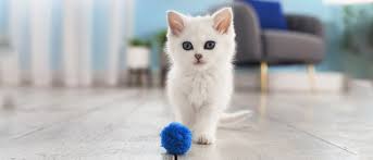 Seas the Day - Khalid boat rentals New York BROOKHAVEN New York  GTO GTO 2025 hello 