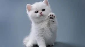 This is a test record boat rentals New York BROOKHAVEN New York  GTO GTO 2025 hello 