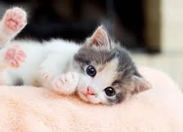 6x speed jetski with latest features boat rentals Dubai – DXB Dubai Dubai – DXB  Yamaha JX-727 2017 60 