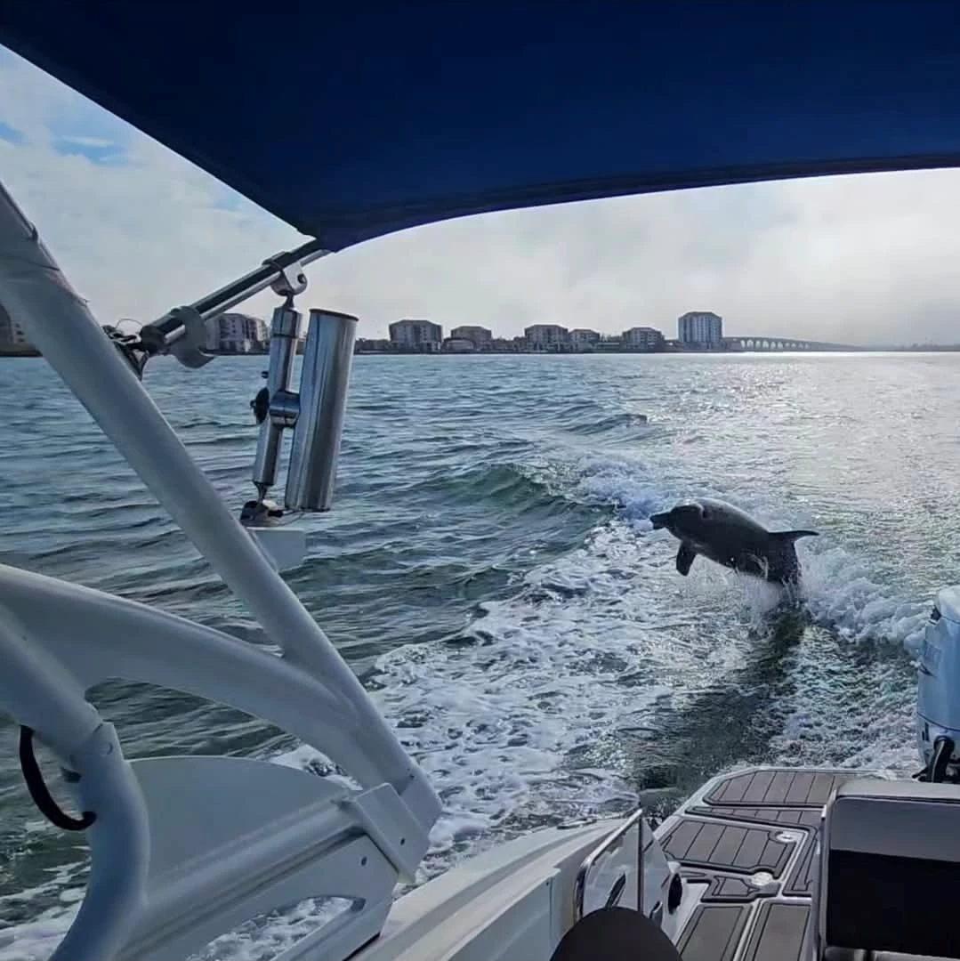  boat rentals Florida SAINT PETERSBURG Florida  monterey m-65 2019 26 